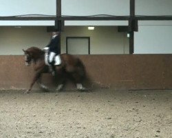 dressage horse Der Coole (Hanoverian, 2000, from Weltmeyer)