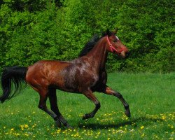 Pferd Carlotta de Baey (Westfale, 2003, von Charon)