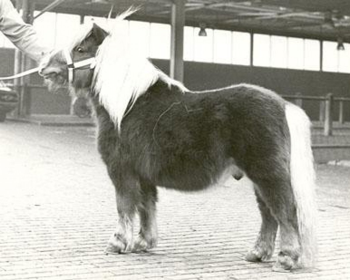 Deckhengst Gradus van Dekema (Shetland Pony, 1971, von Thomas van Stal Rodichem)