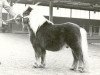 Deckhengst Gradus van Dekema (Shetland Pony, 1971, von Thomas van Stal Rodichem)