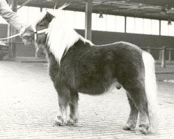 Deckhengst Gradus van Dekema (Shetland Pony, 1971, von Thomas van Stal Rodichem)