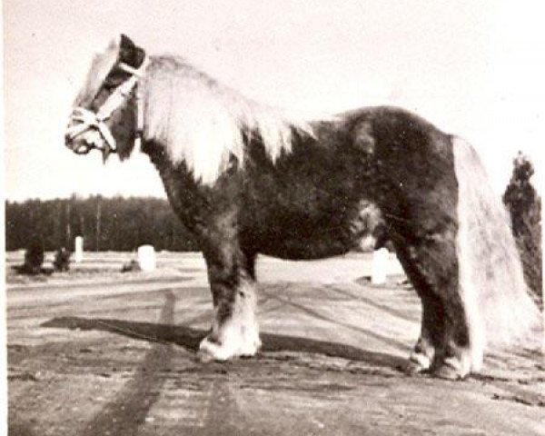 stallion Talisman van de Honderdmorgen (Shetland Pony, 1961, from Kornet v. Netterden)