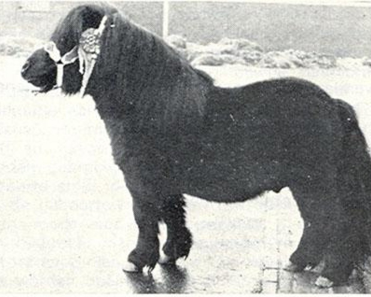 stallion Thomas van Stal Rodichem (Shetland pony (under 87 cm), 1961, from Orson van Stal Rodichem)