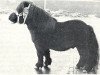 stallion Thomas van Stal Rodichem (Shetland pony (under 87 cm), 1961, from Orson van Stal Rodichem)