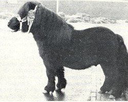 Deckhengst Thomas van Stal Rodichem (Shetland Pony (unter 87 cm), 1961, von Orson van Stal Rodichem)