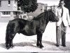 Deckhengst Supreme of Marshwood (Shetland Pony, 1946, von Sprinter of Marshwood)