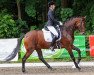 dressage horse Freya 378 (Hanoverian, 2017, from Fürstbischof)