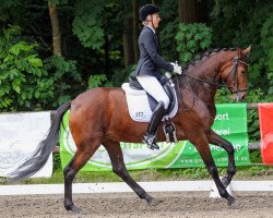 dressage horse Freya 378 (Hanoverian, 2017, from Fürstbischof)