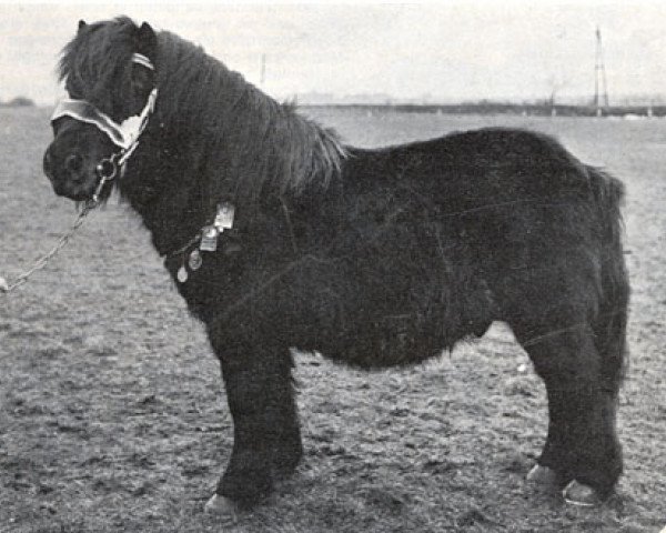 Deckhengst Spotlight of Marshwood (Shetland Pony, 1953, von Rustic Sprite of Standen)