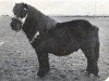 stallion Spotlight of Marshwood (Shetland Pony, 1953, from Rustic Sprite of Standen)