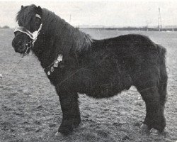 stallion Spotlight of Marshwood (Shetland Pony, 1953, from Rustic Sprite of Standen)