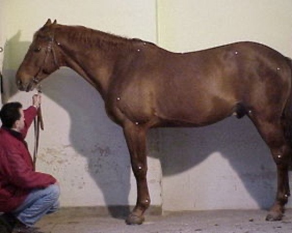 stallion Espoir Breceen (Selle Français, 1992, from Rosire)