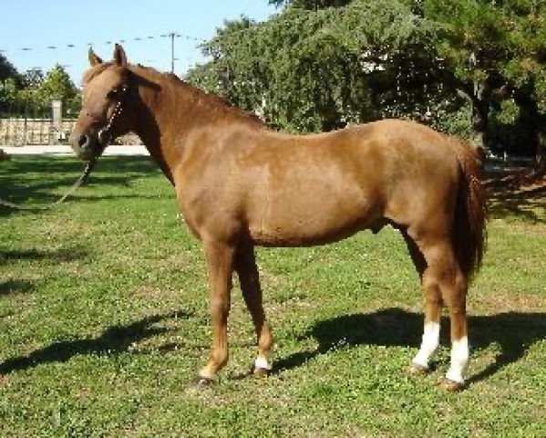 stallion Géo de Vaubadon (French Pony, 1994, from Willoway Good As Gold)
