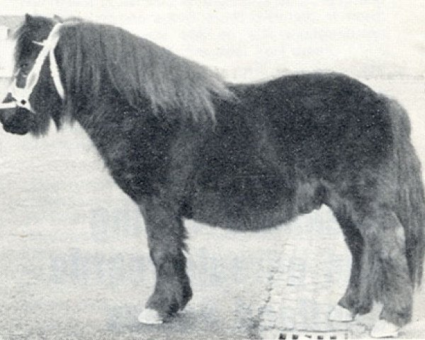 Deckhengst Stanley v. St. Rodichem (Shetland Pony, 1959, von Spotlight of Marshwood)