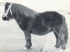Deckhengst Stanley v. St. Rodichem (Shetland Pony, 1959, von Spotlight of Marshwood)