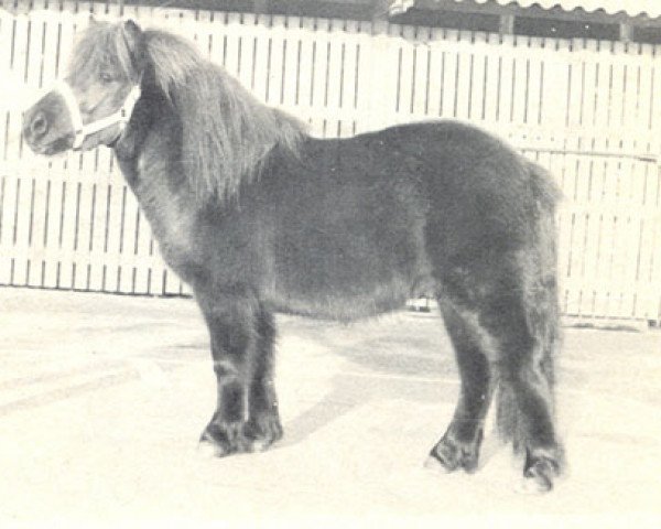 Deckhengst Jelais van de Belschuur (Shetland Pony, 1973, von Stanley v. St. Rodichem)