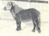 Deckhengst Jelais van de Belschuur (Shetland Pony, 1973, von Stanley v. St. Rodichem)