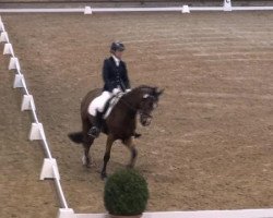 dressage horse Daiquiri 42 (German Riding Pony, 2000, from Durello)