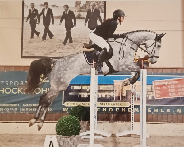 jumper Gina Blue 6 (Oldenburg show jumper, 2016, from Chacoon Blue)