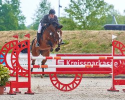 jumper Beatriz (Oldenburg show jumper, 2003, from Balou du Rouet)