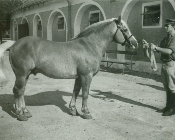 stallion 1582 Monarch (Haflinger, 1948, from 850 Mordskerl)