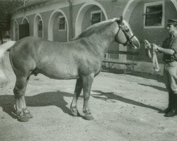 Deckhengst 1582 Monarch (Haflinger, 1948, von 850 Mordskerl)