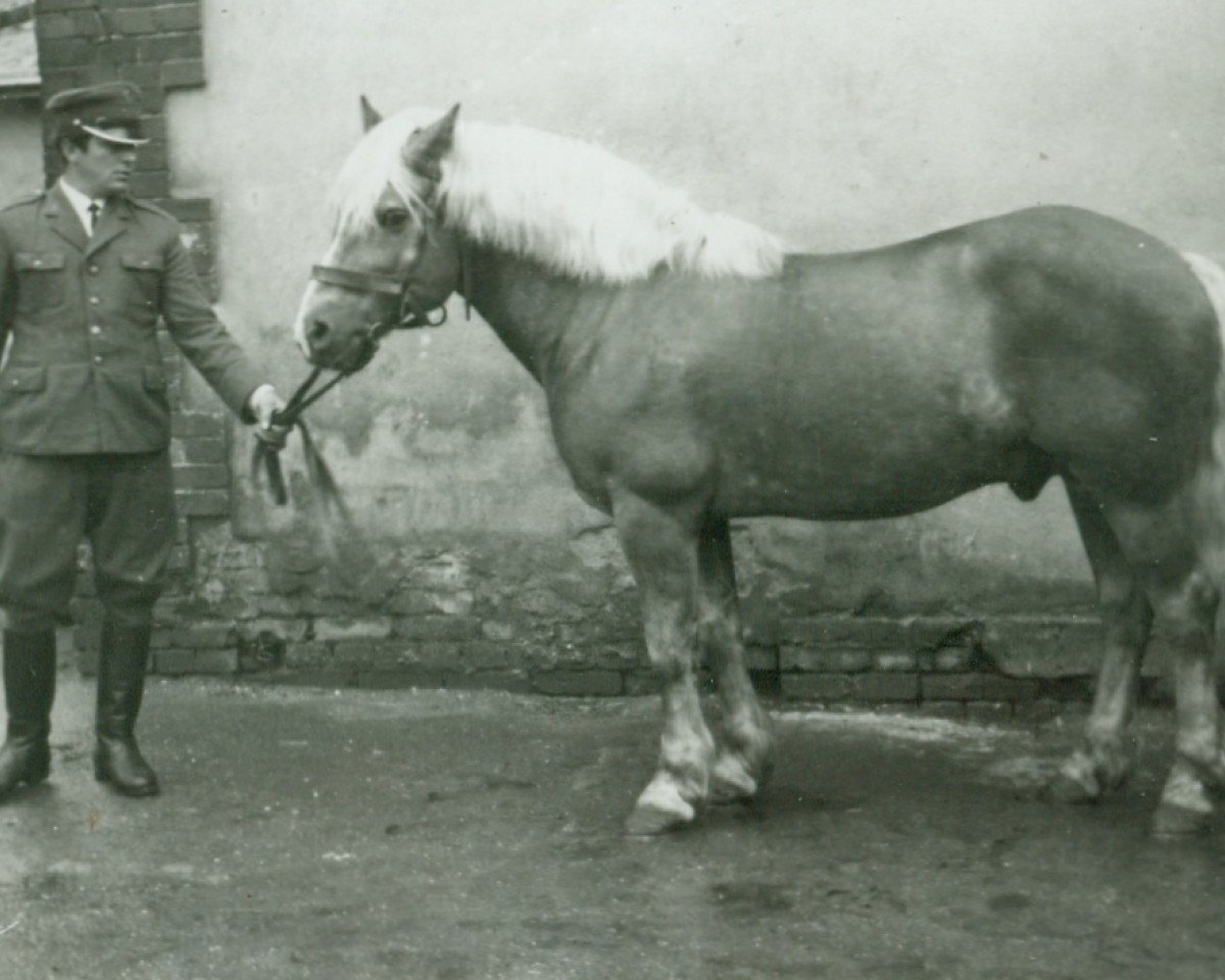 Deckhengst Mareit (Haflinger, 1958, von 251 Merkur)