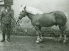 stallion Mareit (Haflinger, 1958, from 251 Merkur)