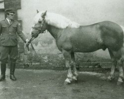 Deckhengst Mareit (Haflinger, 1958, von 251 Merkur)