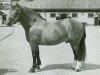 stallion Bouclier (Freiberger, 1953, from Braconnier)
