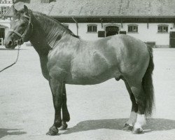 Deckhengst Bouclier (Freiberger, 1953, von Braconnier)