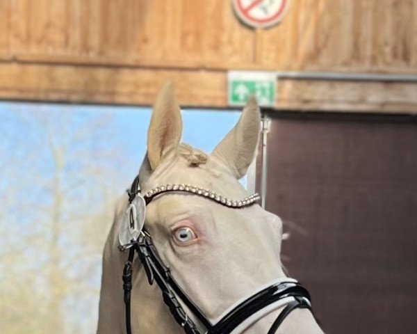 stallion Mysterios Prince (German Warmblood, 2019, from Milky Way GF)