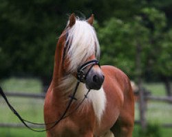 dressage horse Marengo 250 (Haflinger, 2011, from Maxl B-N)