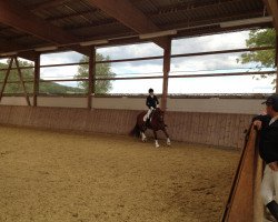 dressage horse Sommerwind 30 (Trakehner, 2002, from Pret a Porter)