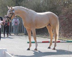 stallion Magic Wizard R (German Warmblood, 2019, from Milky Way GF)