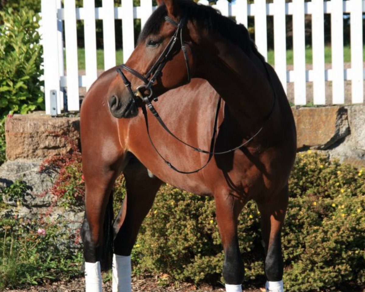 dressage horse Erik V (Westphalian, 2004, from Ehrentusch)