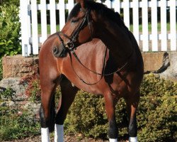 dressage horse Erik V (Westphalian, 2004, from Ehrentusch)