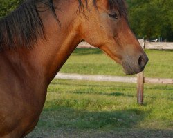 broodmare Sarah (Westphalian, 1993, from Spanenland's Patrick)