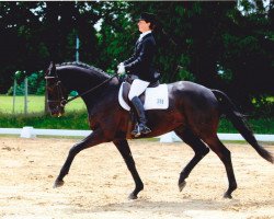 dressage horse Feininger (Trakehner, 2007, from Kaiserdom)