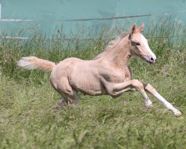 horse Milky Rose (German Warmblood, 2022, from Milky Way GF)