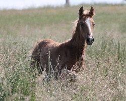 Pferd Magic Hope (Deutsches Reitpferd, 2022, von Milky Way GF)