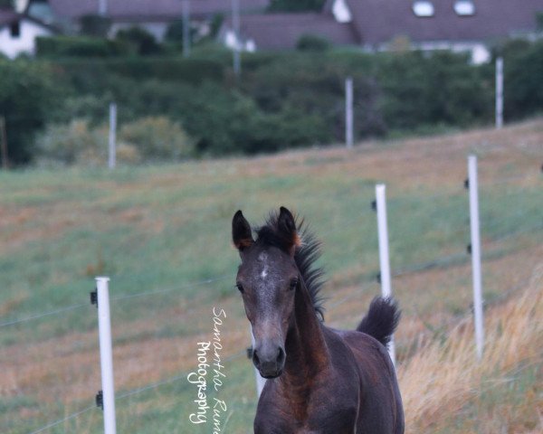 dressage horse Sahila (German Warmblood, 2020, from Sommertraum)