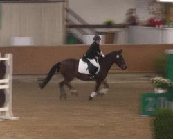 dressage horse Vajou 2 (unknown, 1998)