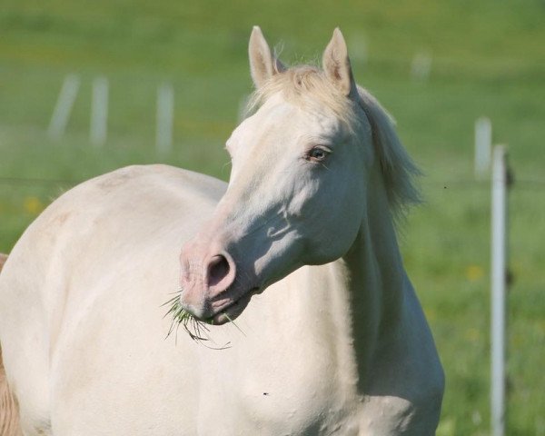 Zuchtstute Hakni (Ungarisches Warmblut, 2000, von Radihaza Martaloc-7)