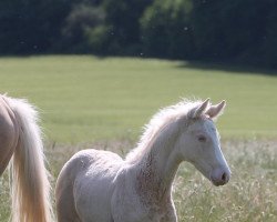 Pferd Milky Chance (Deutsches Reitpferd, 2022, von Milky Way GF)