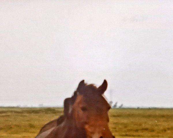 broodmare Cora (Welsh-Pony (Section B), 1976, from Heros)