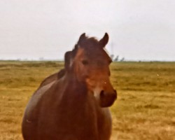 Zuchtstute Cora (Welsh Pony (Sek.B), 1976, von Heros)