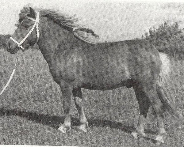 stallion Birk of Woodhall (Shetland Pony, 1961, from Hurtwood Rannoch)