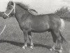 Deckhengst Birk of Woodhall (Shetland Pony, 1961, von Hurtwood Rannoch)