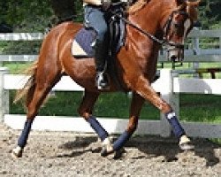 dressage horse King of Magic (German Riding Pony, 2004, from King Bjuti)